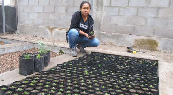 Niños/as de Parinacota plantan junto a CONAF primeras llaretas logradas en vivero