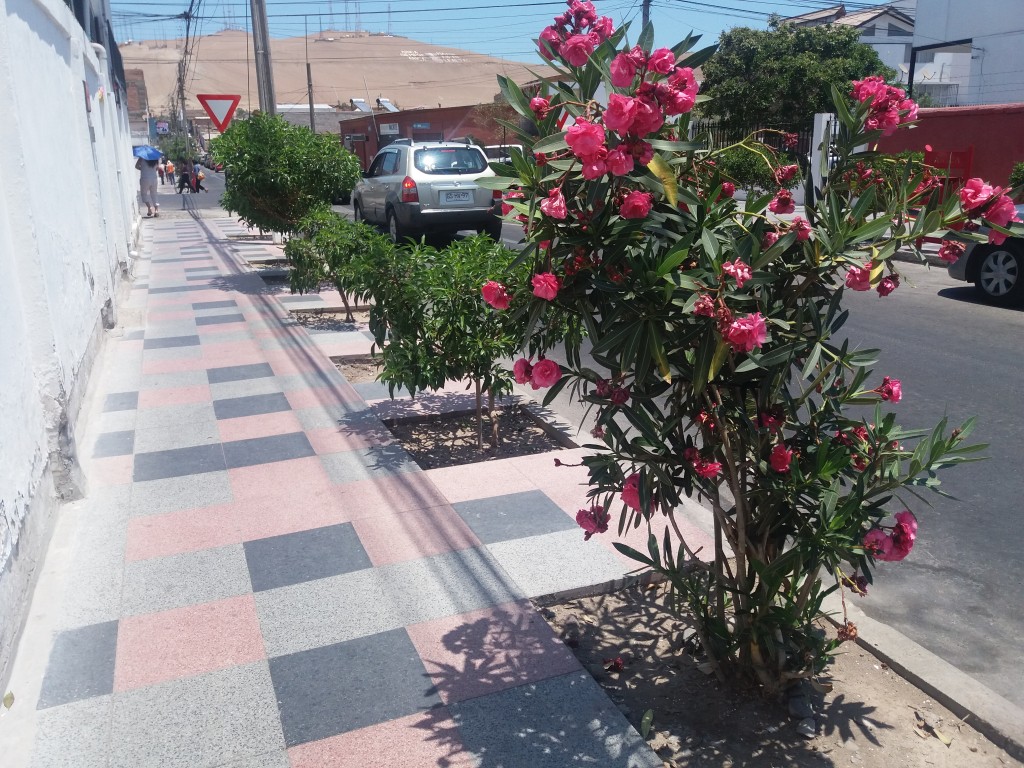 Arbolado urbano en Arica, con especies entregadas por CONAF. (calle Gallo)