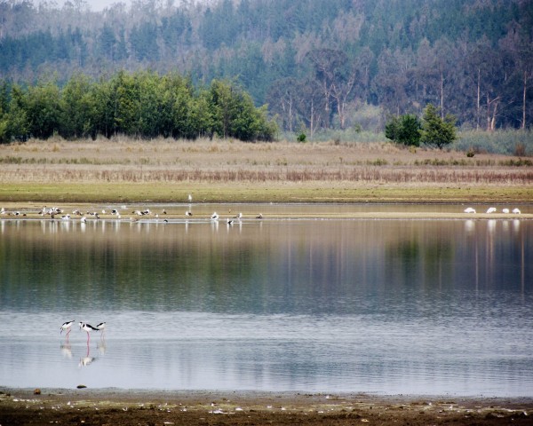 Reserva Nacional Lago Peñuelas.