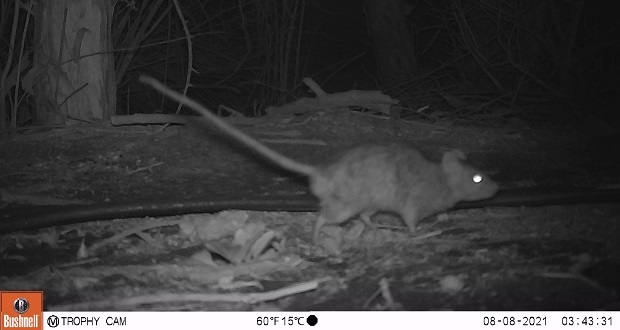 Los aparatos fotográficos mostraron nuevamente al gato silvestre Leopardus garleppi en plena caza de un ratón común, Rattus rattus, lo que fue posible gracias al seguimiento de imágenes.