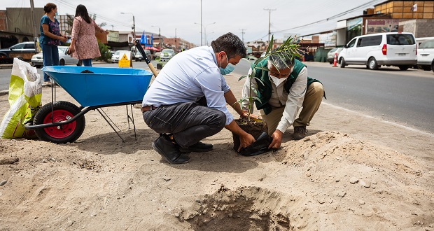 A su quinto año de ejecución llegaron los proyectos comunitarios enmarcados en el Programa Arborización de CONAF en la región de Arica y Parinacota.