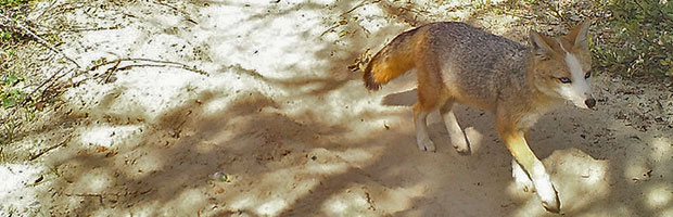 Cámaras trampa detectan zorro culpeo con aparentes signos de leucismo