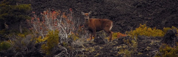 Inédito registro de huemul hembra al interior de Parque Nacional Laguna del Laja