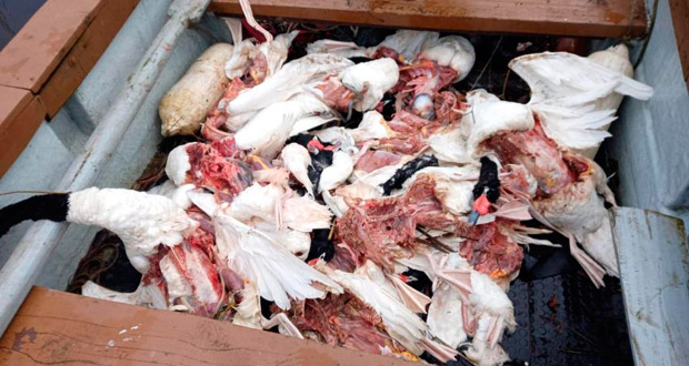Cisnes de cuello negro muertos en el Sitio Ramsar Santuario de la Naturaleza Carlos Anwandter.