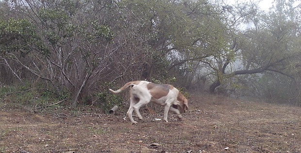 En el mismo punto donde registraron al zorro culpeo, los guardaparques de la institución forestal captaron fotografías de un perro deambulando en diferentes horarios.