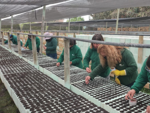 El programa Siembra por Chile también busca generar empleos en la producción de plantas nativas en viveros, con enfoque de género.