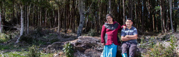 Chile celebra Día Mundial de los Bosques resaltando acciones de restauración