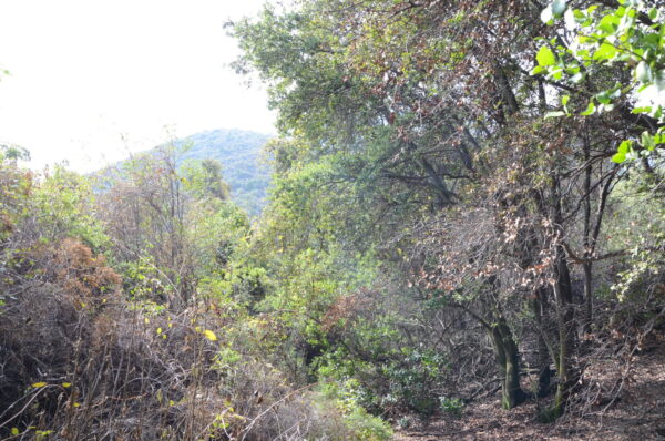 bosque-nativo-esclerfilo_52850627041_o