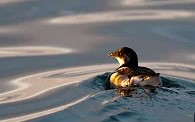 El yunco, un habitante secreto de la isla Pan de Azúcar (Parte 2)
