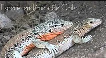 Parque Nacional Pan de Azúcar:  iguana chilena