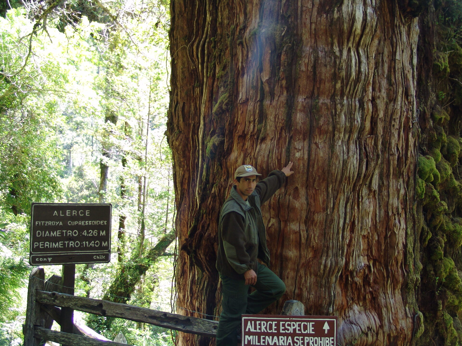 Parque Nacional Alerce Andino CONAF