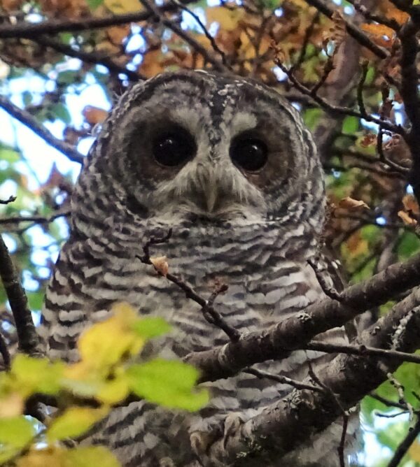 concn-rn-magallanes_52827224054_o