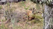 Huemul en Reserva Nacional Ñuble