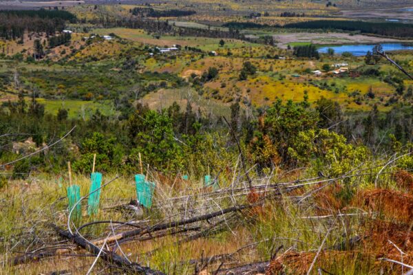 restauracin-4_52867647221_o