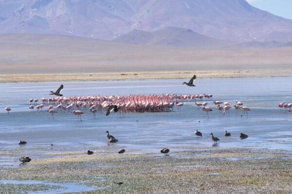 rn-los-flamencos-28_52869997379_o