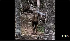 Primer avistamiento de un huemul, en la Reserva Nacional Magallanes