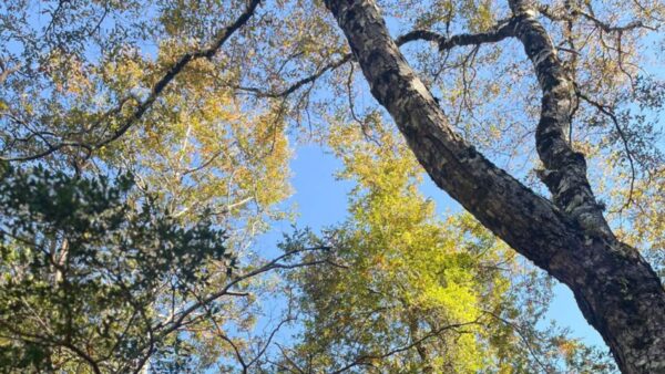 Bosque nativo