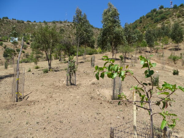 Melipilla