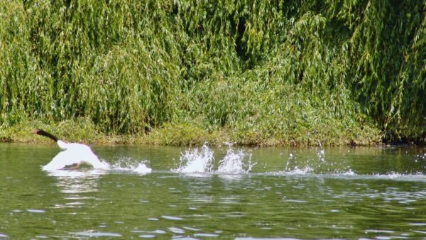 07-06-24 Río Cruces y Chorocamayo