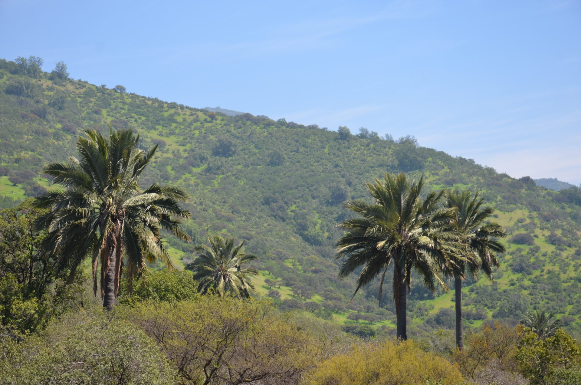 Parque Nacional La Campana, Región de Valparaíso