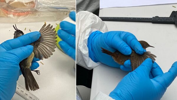 06-08-2024 Anillado de aves