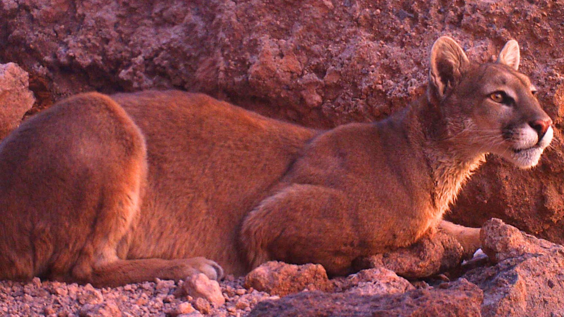 Importancia biologica del puma en Chile CONAF