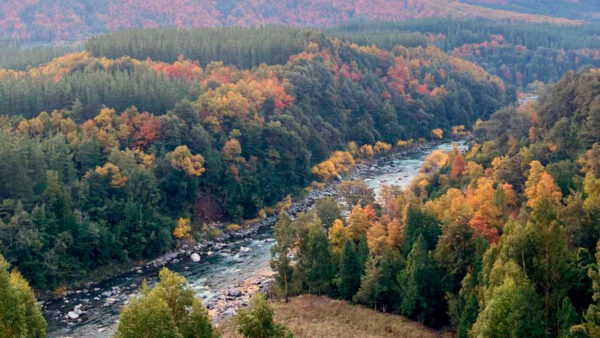 bosque-nativo-enccrv-2024