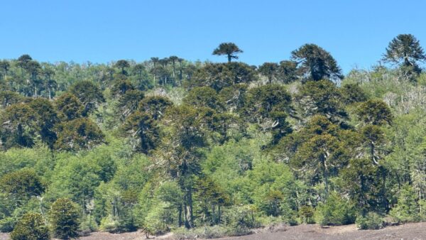 Araucarias