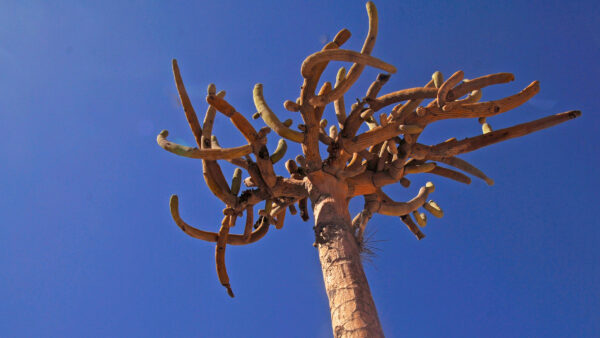 cactus-candelabro