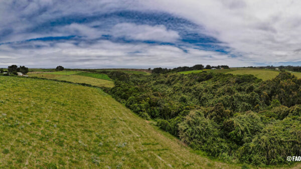 mas-bosques-la-araucania