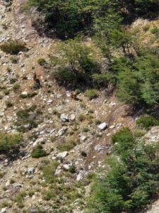 Registro de huemules RNHN (1)
