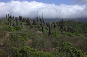 Parque Nacional Bosque Fray Jorge
