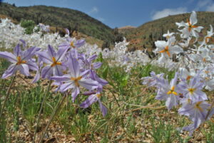 Parque Nacional Pan de Azúcar