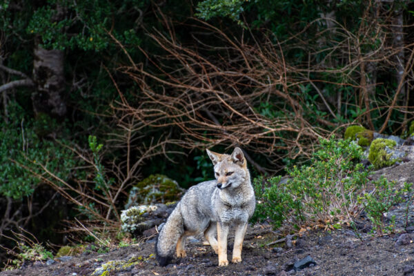 Parque Nacional Vicente Pérez Rosales