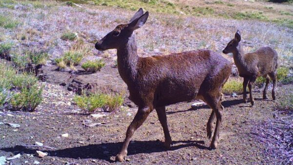 04-08-2025 Huemul
