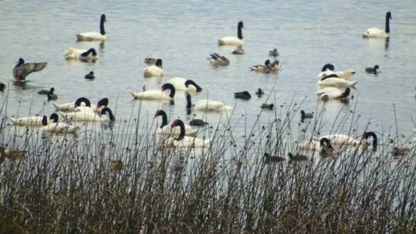 20-08-2025 Los Ríos