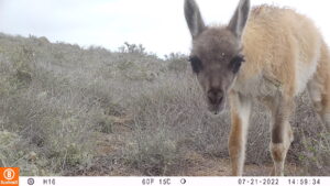 Guanaco, PN Bosque Fray Jorge