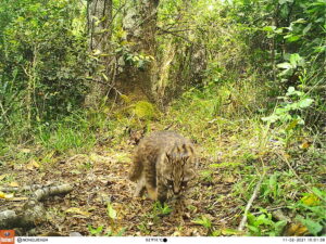 Gato güiña, PN Nonguén.