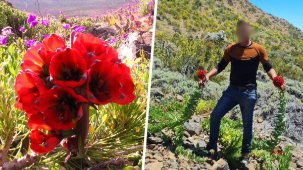 04-11-2025 desierto florido (2)