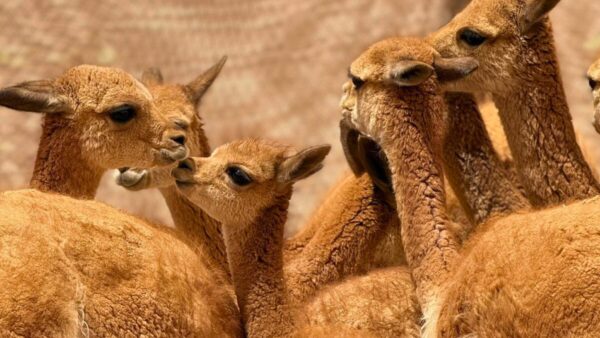 15-11-2025 vicuñas