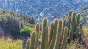 Parque Nacional Río Clarillo