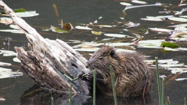 02-02-2026 Humedales Aysén