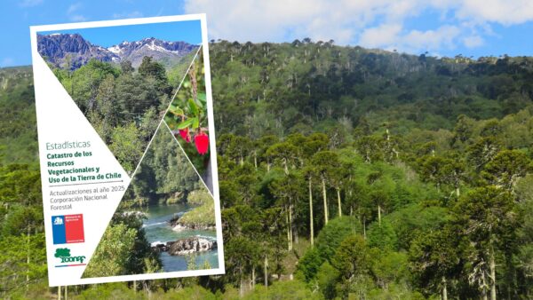 02-02-2026 catastro vegetacional