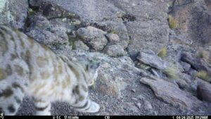 AEC0T 80 S 22 Y 512 B 26 I0 #SNAP ALS1781 C0 T 112 S 27 Y 48 B -27 I0 #1