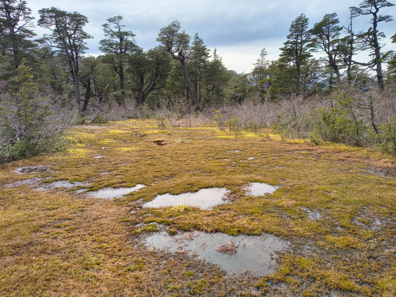 Sector Alto, Valle los Pumas, del Parque Nacional Queulat