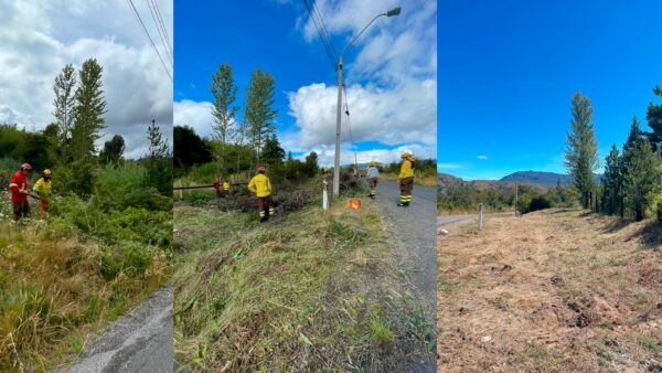 silvicultura-cochrane