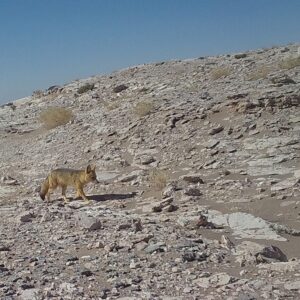 Zorro culpeo, RN Los Flamencos, Antofagasta