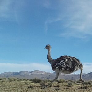 Suri, RN Las Vicuñas, Arica y Parinacota