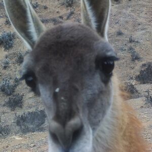 Guanaco, PN Llanos de Challe, Atacama