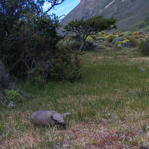 Armadillo, PN Patagonia, Aysén